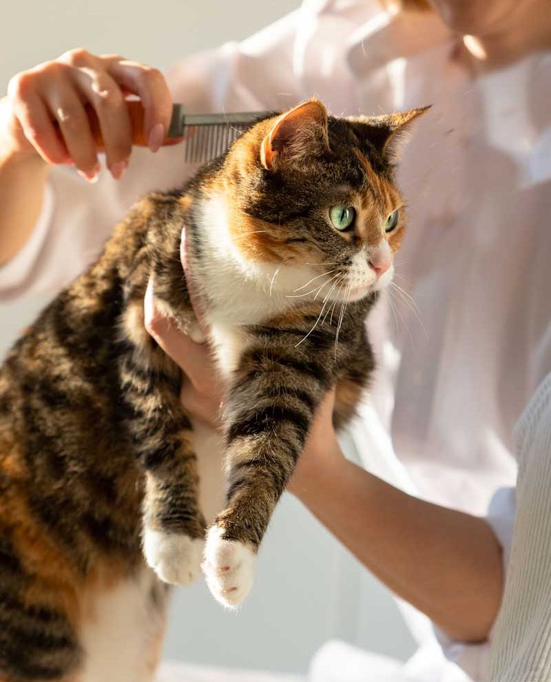 animal-TMYKDB4.jpg animal-TMYKDB4.jpg